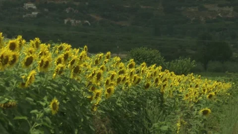 Sunflower Patch, Vermio Mountains, Veria, Greece Vídeos de archivo 326006103