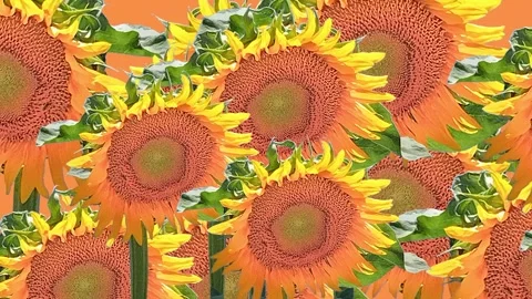 Sunflower pattern 2d looped photo animated video Stock Footage 311121215