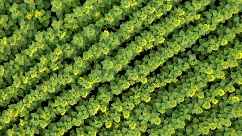 Sunflower pattern abstract aerial nature background in 4k Stock Footage 114126039