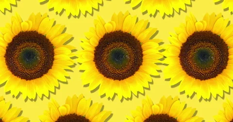 Sunflower pattern. Bright yellow sunflowers on yellow background. Floral pattern Stock Footage 260956264