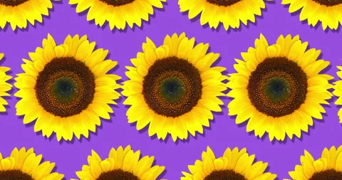 Sunflower pattern. Bright yellow sunflowers on purple background. Floral pattern Stock Footage 263163191