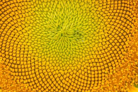 Sunflower pattern Stock Photos