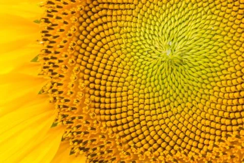 Sunflower pattern Stock Photos