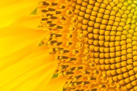 Sunflower pattern Stock Photos