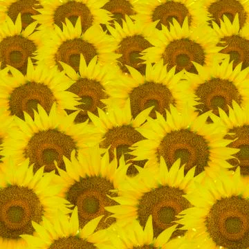Sunflower pattern Stock Photos