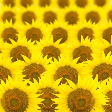 Sunflower pattern Stock Photos
