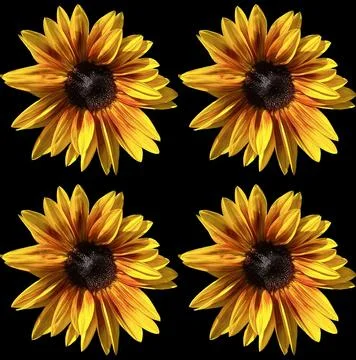Sunflower pattern Stock Photos