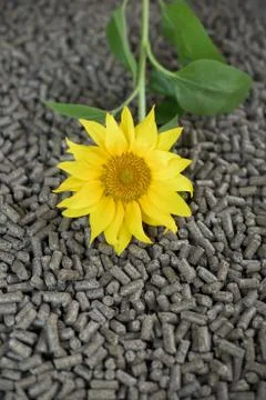 Sunflower pellets - renewable  materials Foto stock