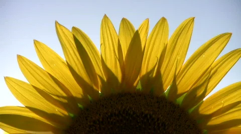 Sunflower petal Vidéo 151288