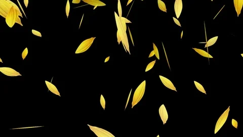 Sunflower petals gently falling, seamless animated yellow flowers background. Stock Footage 313949462