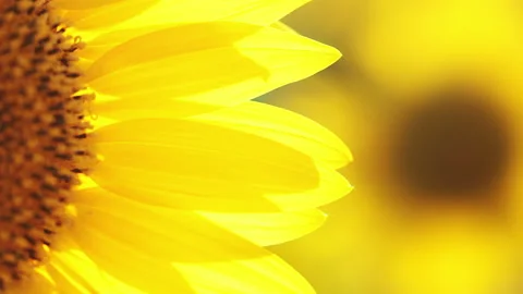 Sunflower petals HD Stock Footage 106463452