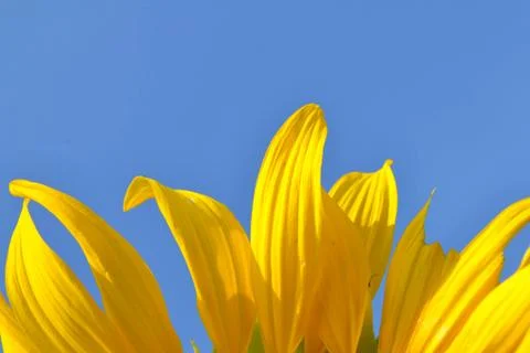 Sunflower petals Stock Photos