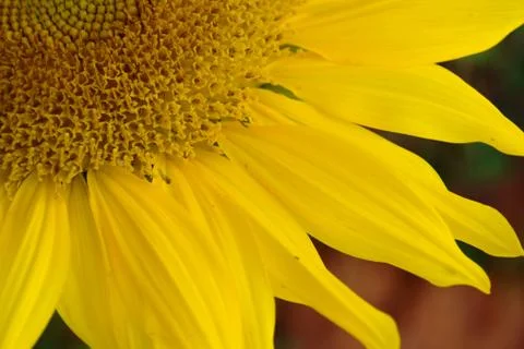 Sunflower petals Stock Photos