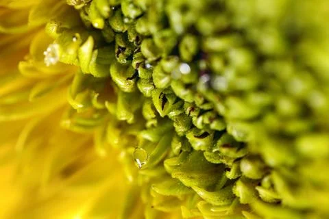 Sunflower petals Stock Photos