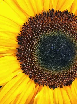 Sunflower petals Stock Photos