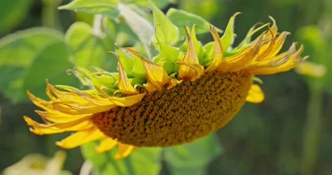 Sunflower Petals in Sunlight 10 Stock Footage 314392884