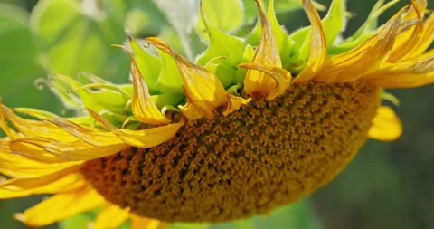 Sunflower Petals in Sunlight 11 Stock Footage 314392890