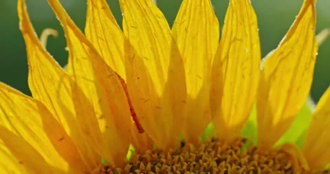 Sunflower Petals in Sunlight 2 Stock-Footage 314392570