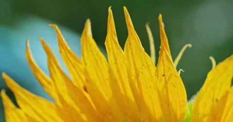 Sunflower Petals in Sunlight 3 Stock Footage 314392595