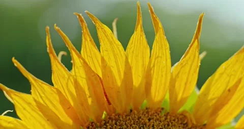 Sunflower Petals in Sunlight 4 Stock Footage 314392688