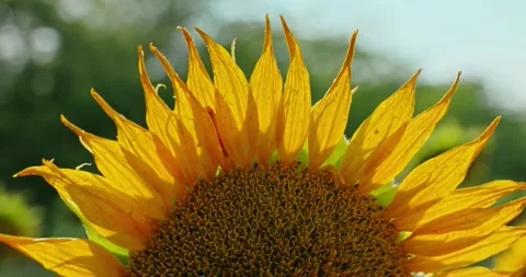 Sunflower Petals in Sunlight 5 Stock Footage 314392691