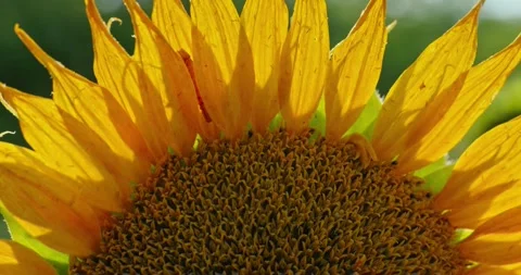 Sunflower Petals in Sunlight 6 Stock Footage 314392777