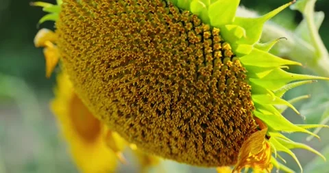 Sunflower Petals in Sunlight 7 Stock Footage 314392772