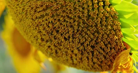 Sunflower Petals in Sunlight 8 Stock Footage 314392814