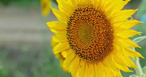 Sunflower Petals in Sunlight 9 Stock-Footage 314392835