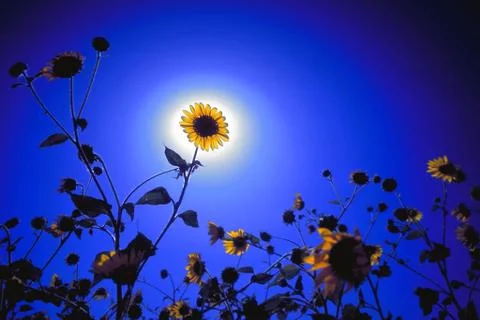 Sunflower Stock Photos