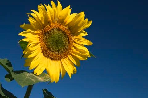 Sunflower Photos