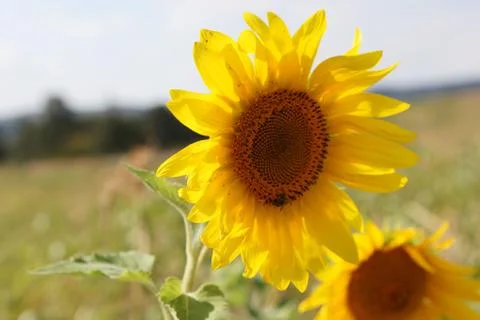 Sunflower Foto stock