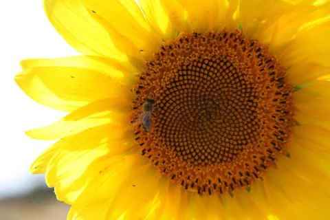 Sunflower Stock Photos