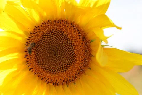 Sunflower Stock Photos
