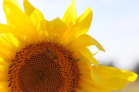 Sunflower Stock Photos