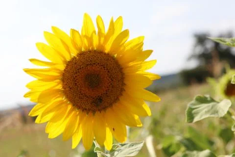Sunflower Stock Photos