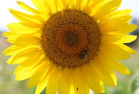 Sunflower Foto stock
