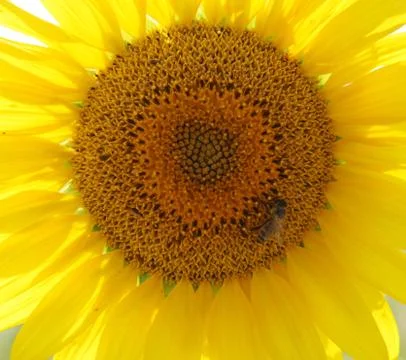 Sunflower Foto stock