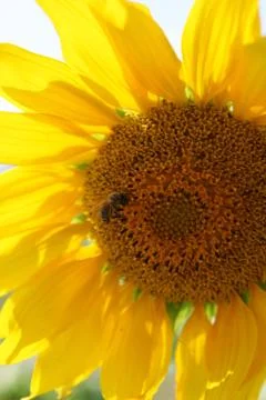 Sunflower Stock Photos