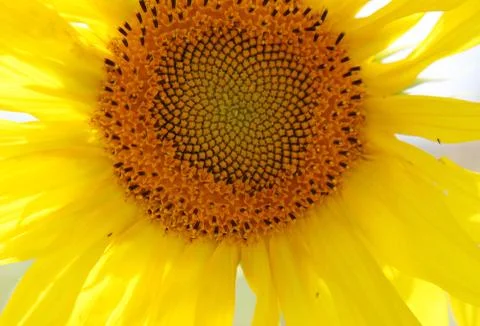 Sunflower Foto stock