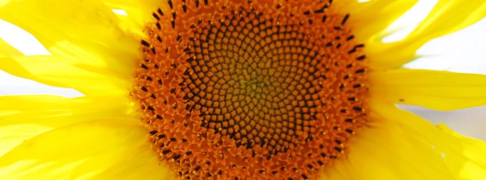 Sunflower Foto stock