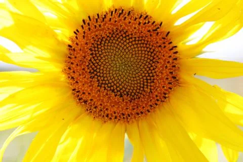 Sunflower Stock Photos
