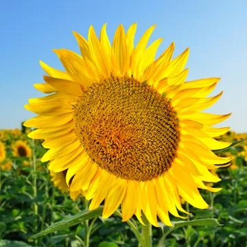 Sunflower Stock Photos