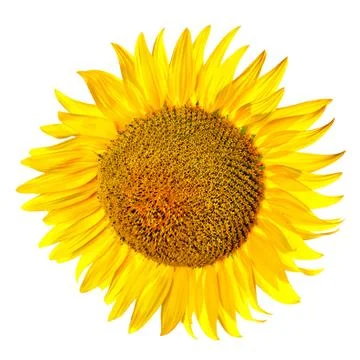 Sunflower Stock Photos