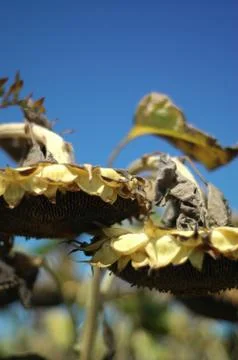 Sunflower Stock Photos