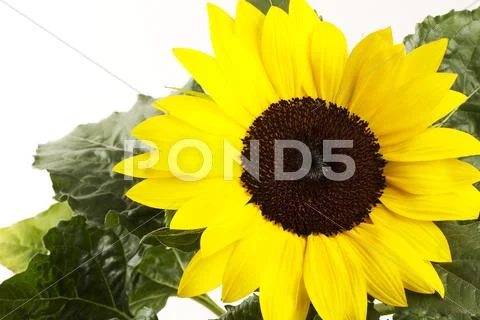 Sunflower Stock Photos