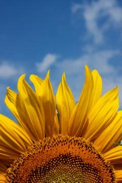 Sunflower Stock-Fotos