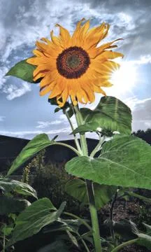 Sunflower Stock Photos