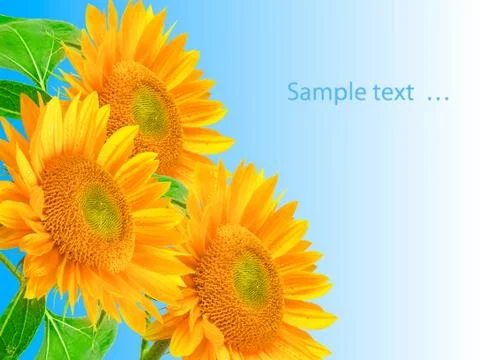 Sunflower Stock Photos