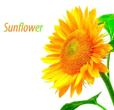 Sunflower Stock Photos